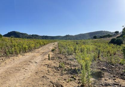 Villa - Finca, Castellar de la Frontera Costa de la Luz Cádiz R4020931 64