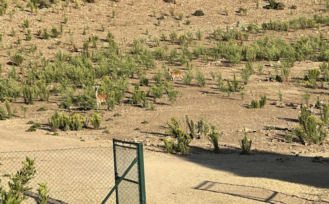 Villa - Finca, Castellar de la Frontera Costa de la Luz Cádiz R4020931 37