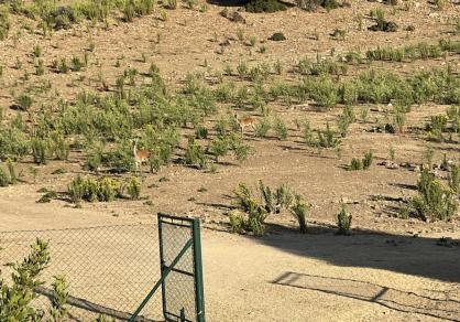 Villa - Finca, Castellar de la Frontera Costa de la Luz Cádiz R4020931 82