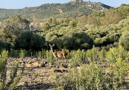 Villa - Finca, Castellar de la Frontera Costa de la Luz Cádiz R4020931 83