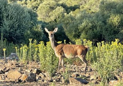 Villa - Finca, Castellar de la Frontera Costa de la Luz Cádiz R4020931 84