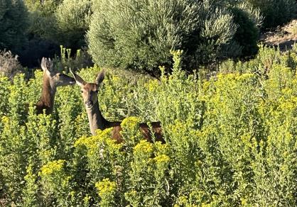 Villa - Finca, Castellar de la Frontera Costa de la Luz Cádiz R4020931 85