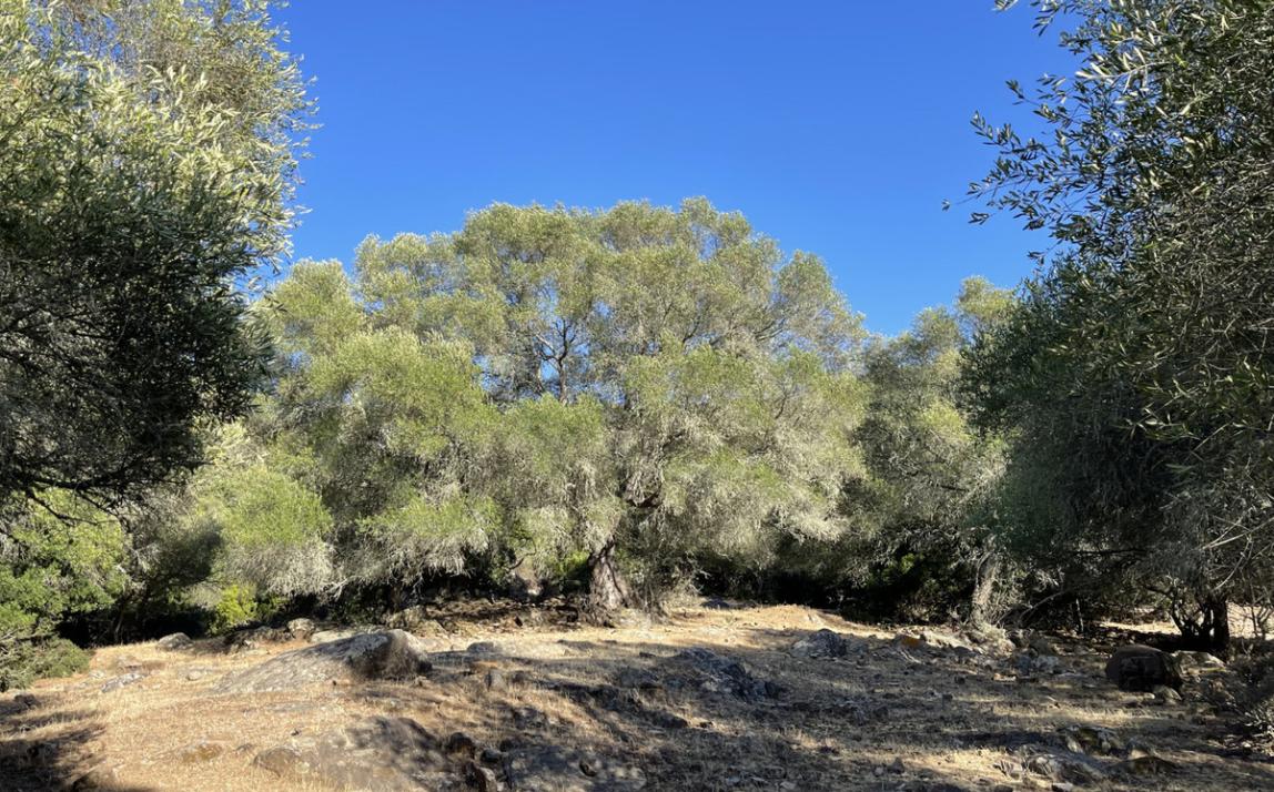Вилла - Финка, Castellar de la Frontera Costa de la Luz Cádiz R4020931 16