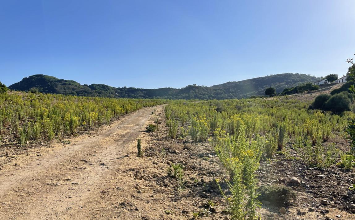 Вилла - Финка, Castellar de la Frontera Costa de la Luz Cádiz R4020931 19