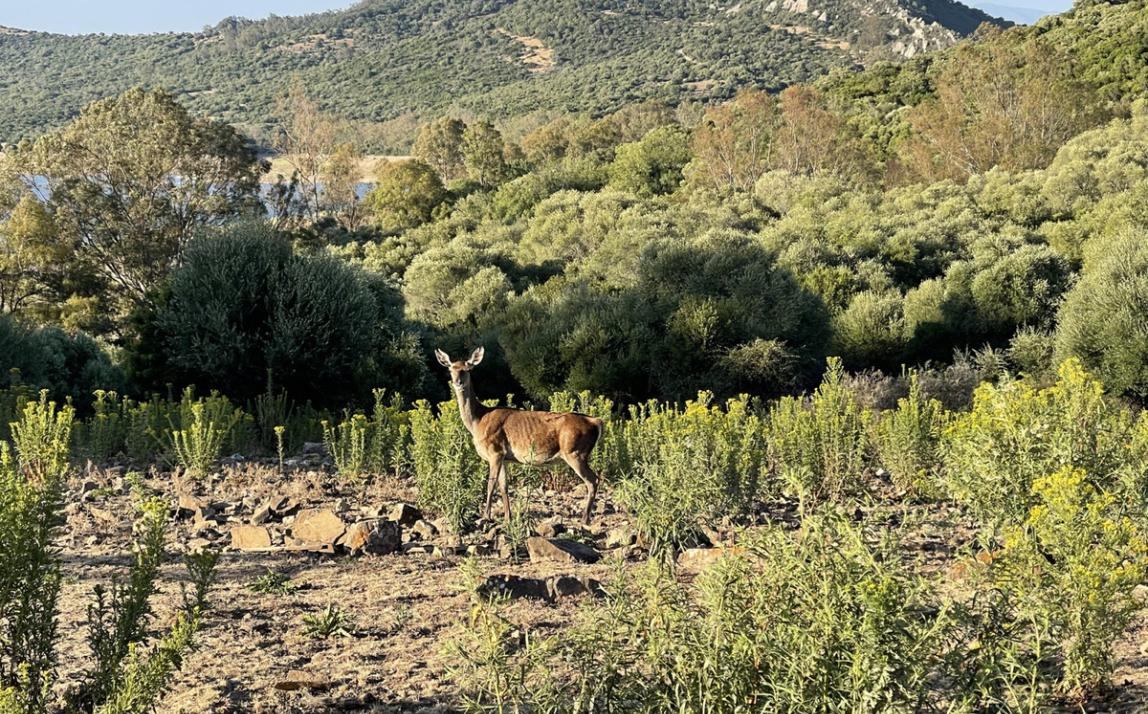 Вилла - Финка, Castellar de la Frontera Costa de la Luz Cádiz R4020931 38
