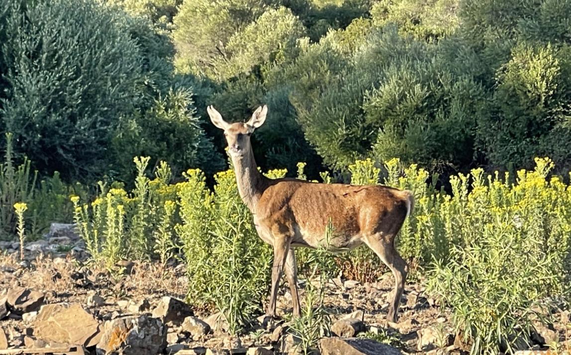 Вилла - Финка, Castellar de la Frontera Costa de la Luz Cádiz R4020931 39