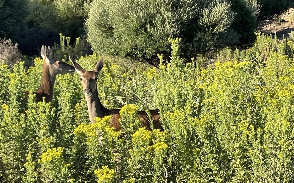 Вилла - Финка, Castellar de la Frontera Costa de la Luz Cádiz R4020931 40